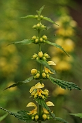 David Plant Photography - Wildlife Photography - Yellow archangel - A