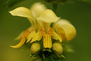 David Plant Photography - Wildlife Photography - Yellow archangel - B