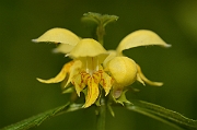 David Plant Photography - Wildlife Photography - Yellow archangel - C