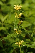 David Plant Photography - Wildlife Photography - Yellow archangel - D