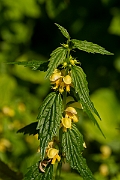 David Plant Photography - Wildlife Photography - Yellow archangel - F