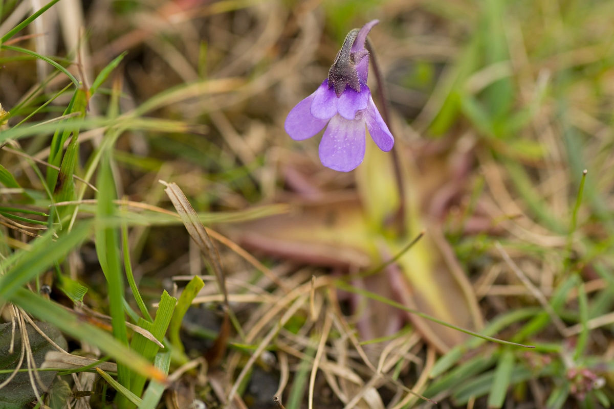 David Plant Photography - Wildlife Photography - Common butterwort - A.jpg - Common butterwort - County Durham