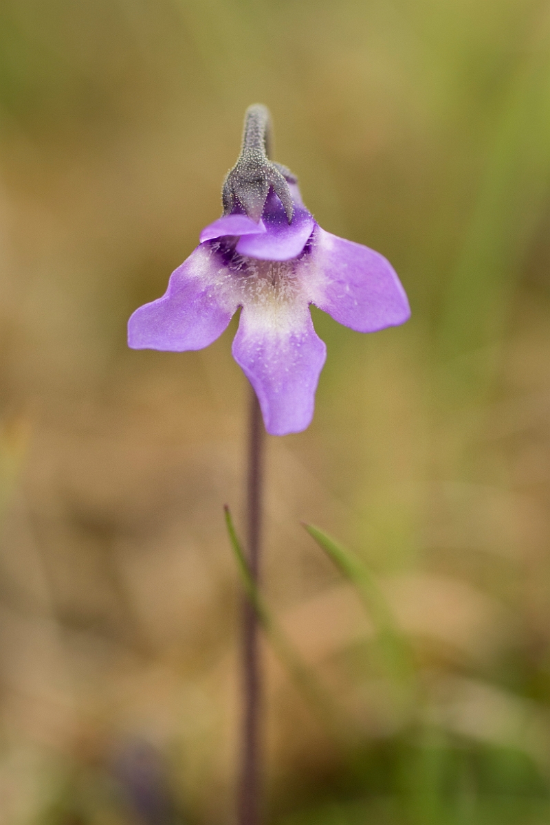 David Plant Photography - Wildlife Photography - Common butterwort - B.jpg - Common butterwort - County Durham