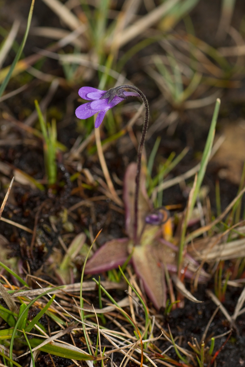 David Plant Photography - Wildlife Photography - Common butterwort - C.jpg - Common butterwort - County Durham