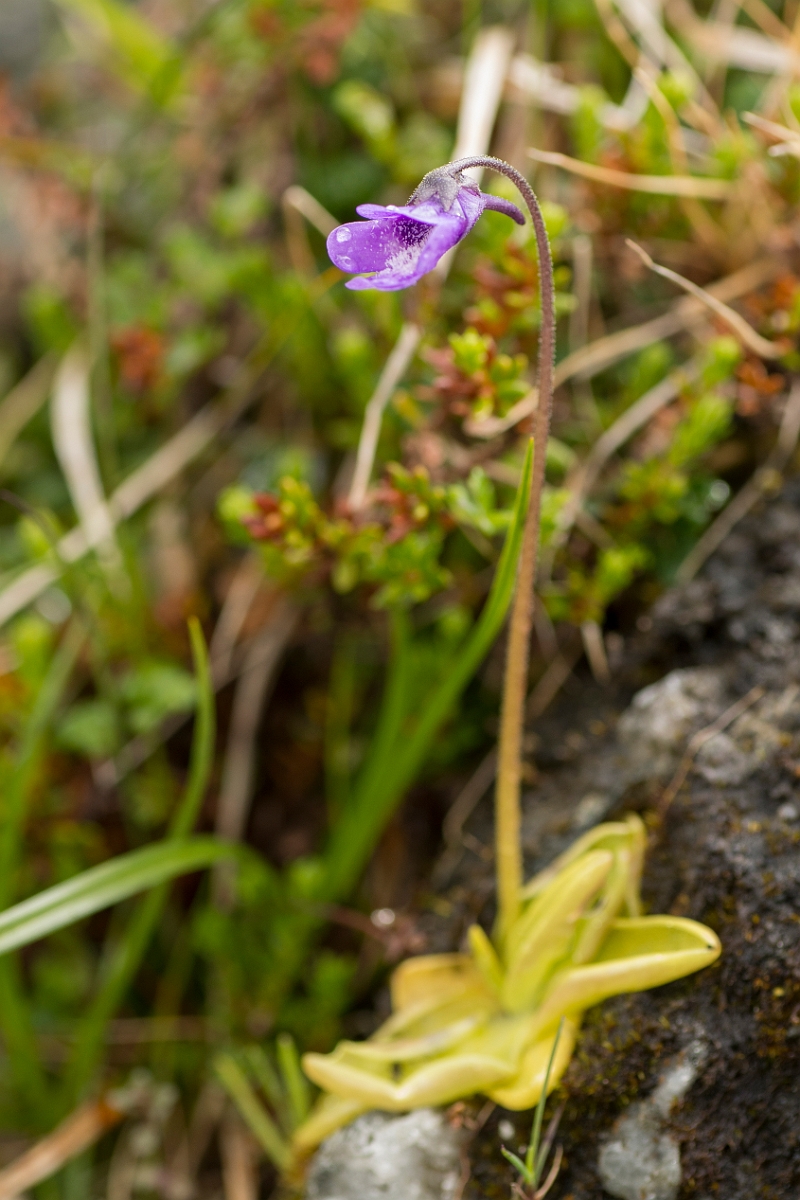 David Plant Photography - Wildlife Photography - Common butterwort - D.jpg - Common butterwort - Perthshire