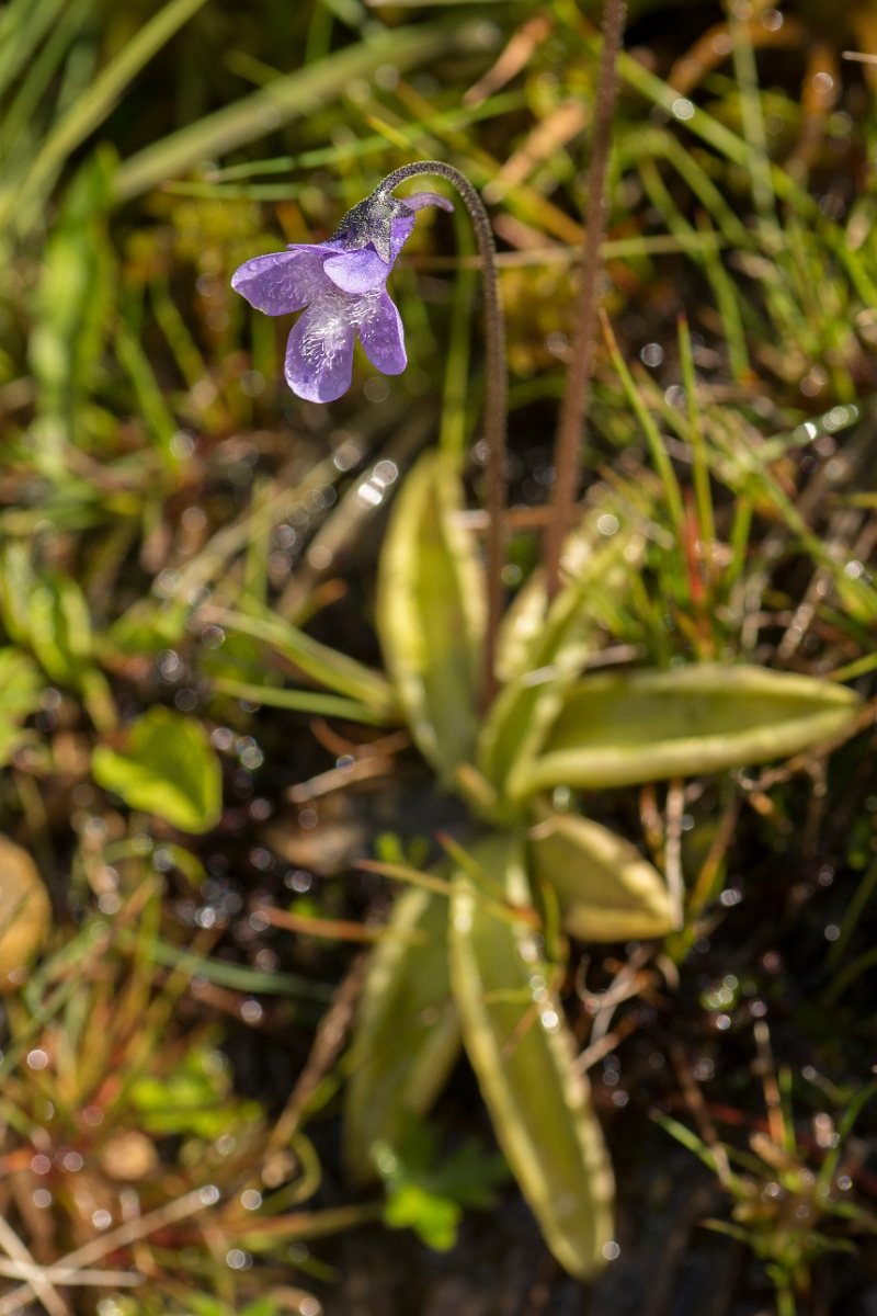 David Plant Photography - Wildlife Photography - Common butterwort - E.jpg - Common butterwort - Perthshire