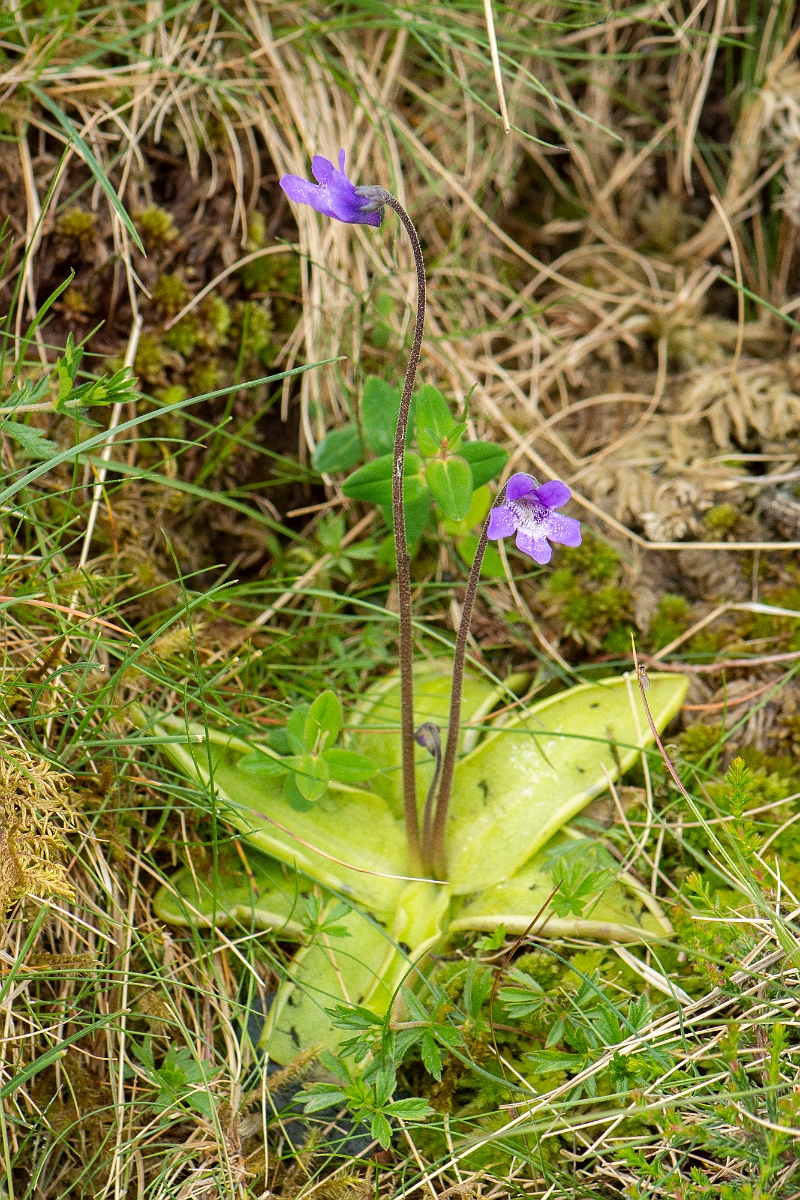 David Plant Photography - Wildlife Photography - Common butterwort - F.jpg - Common butterwort - Cumbria