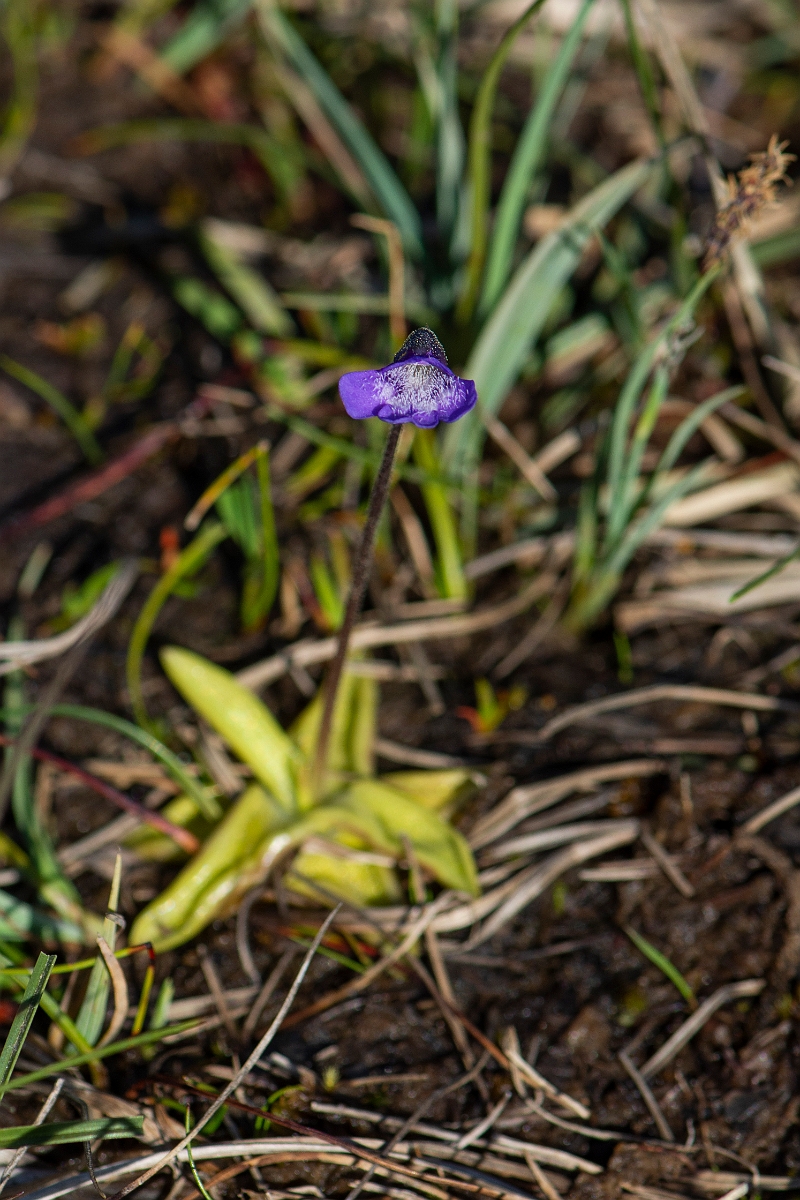 David Plant Photography - Wildlife Photography - Common butterwort - H.JPG - Common butterwort plant - Argyll