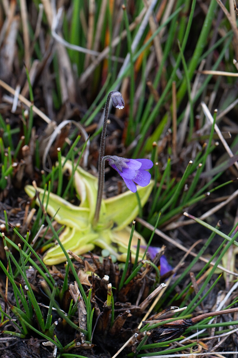 David Plant Photography - Wildlife Photography - Common butterwort - J.jpg - Common butterwort - Cornwall