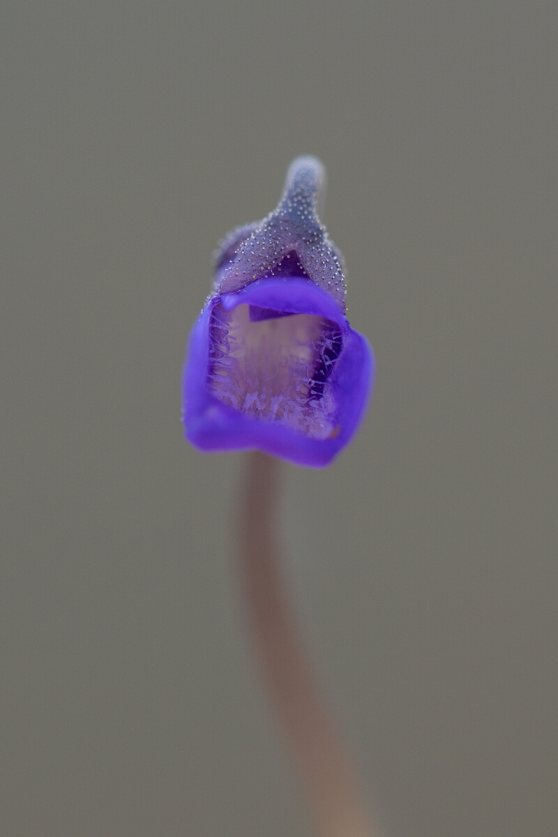 David Plant Photography - Wildlife Photography - Common butterwort - L.jpg - Common butterwort - Cornwall