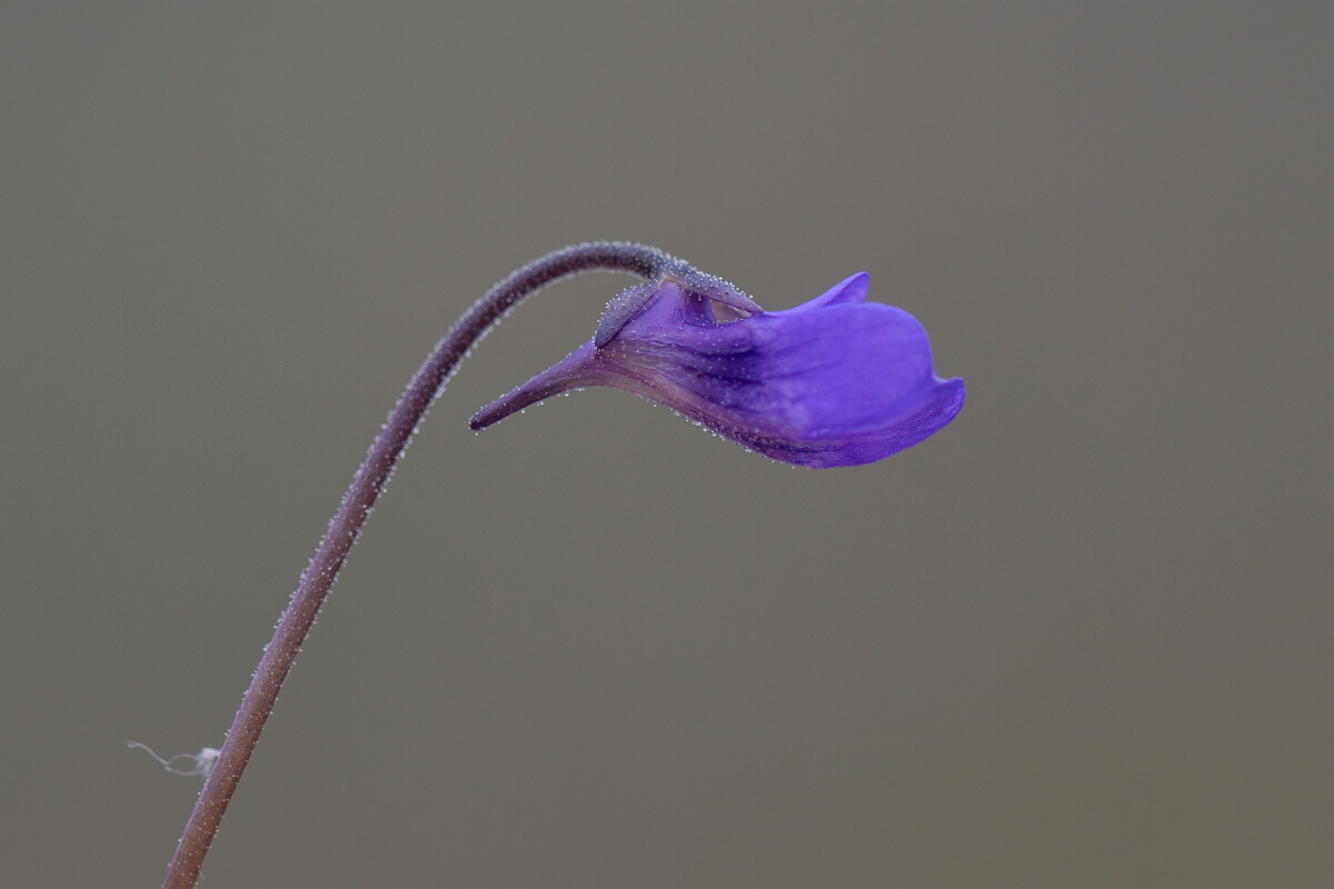 David Plant Photography - Wildlife Photography - Common butterwort - M.jpg - Common butterwort - Cornwall