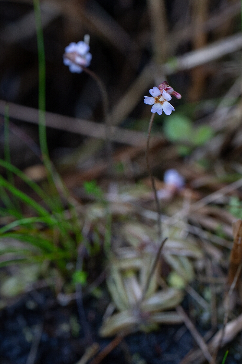 David Plant Photography - Wildlife Photography - Pale butterwort - A.jpg - Pale butterwort - Cornwall