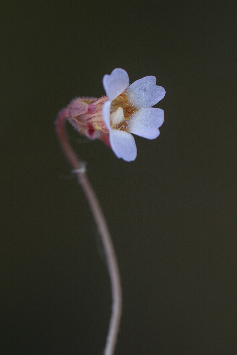 David Plant Photography - Wildlife Photography - Pale butterwort - B.jpg - Pale butterwort - Cornwall