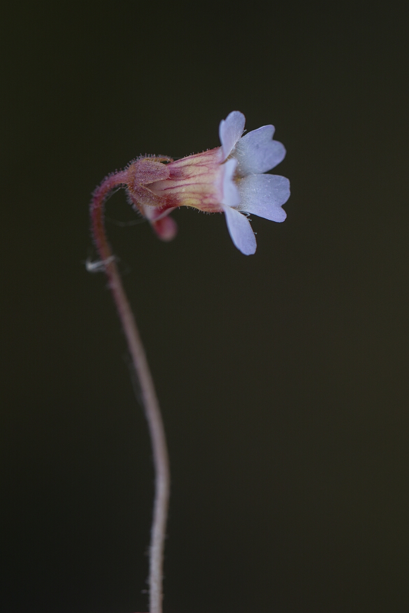 David Plant Photography - Wildlife Photography - Pale butterwort - C.jpg - Pale butterwort - Cornwall