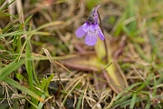 David Plant Photography - Wildlife Photography - Common butterwort - A