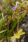 David Plant Photography - Wildlife Photography - Common butterwort - D
