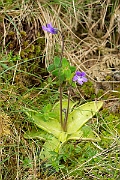 David Plant Photography - Wildlife Photography - Common butterwort - F