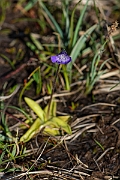David Plant Photography - Wildlife Photography - Common butterwort - H