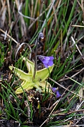 David Plant Photography - Wildlife Photography - Common butterwort - J