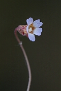 David Plant Photography - Wildlife Photography - Pale butterwort - B
