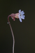 David Plant Photography - Wildlife Photography - Pale butterwort - C