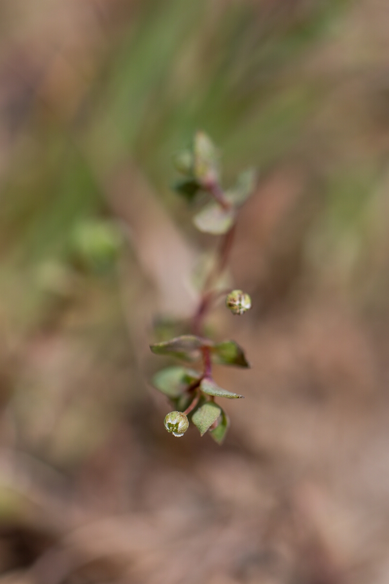 David Plant Photography - Wildlife Photography - Allseed - A.jpg - Allseed - Cornwall