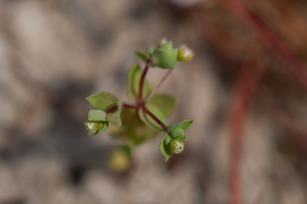 David Plant Photography - Wildlife Photography - Allseed - C.jpg - Allseed - Cornwall
