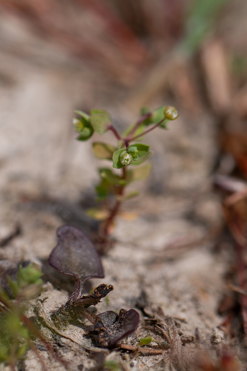 David Plant Photography - Wildlife Photography - Allseed - D.jpg - Allseed - Cornwall