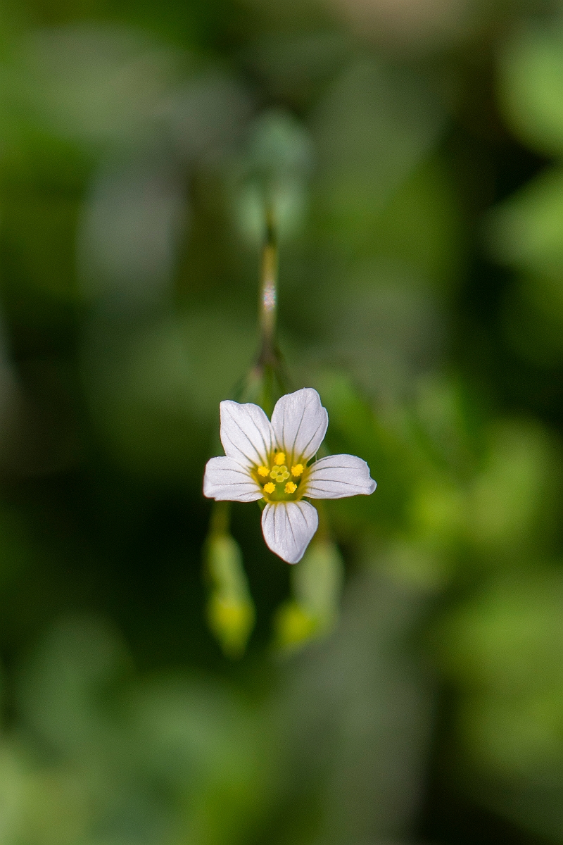 David Plant Photography - Wildlife Photography - Fairy flax - A.JPG - Fairy flax - Somerset