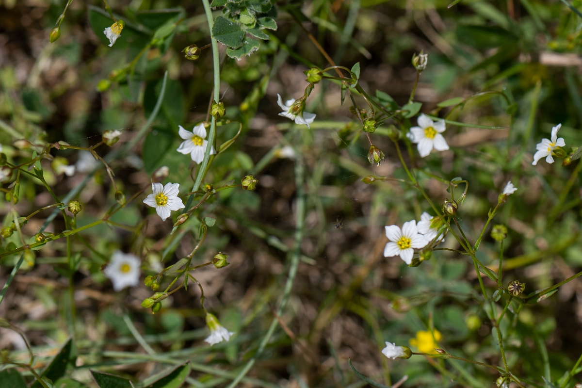 David Plant Photography - Wildlife Photography - Fairy flax - C.JPG - Fairy flax - Kent