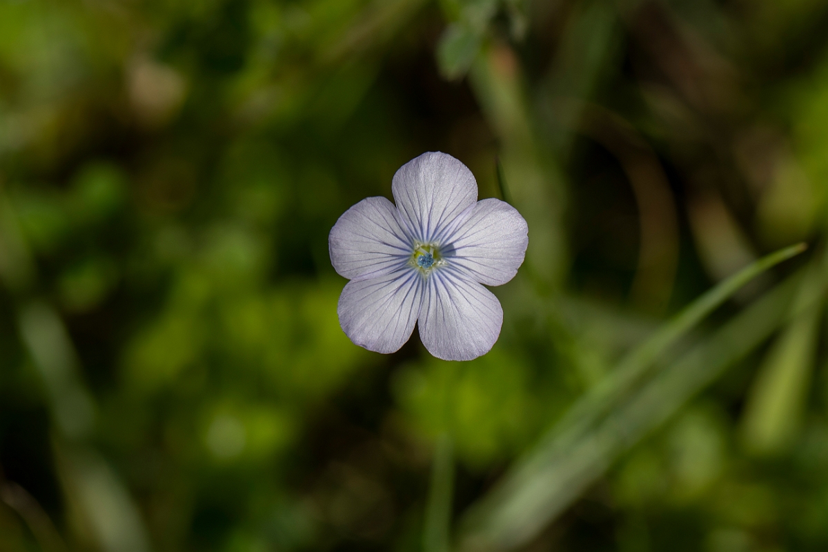 David Plant Photography - Wildlife Photography - Pale flax - A.JPG - Pale flax - Kent