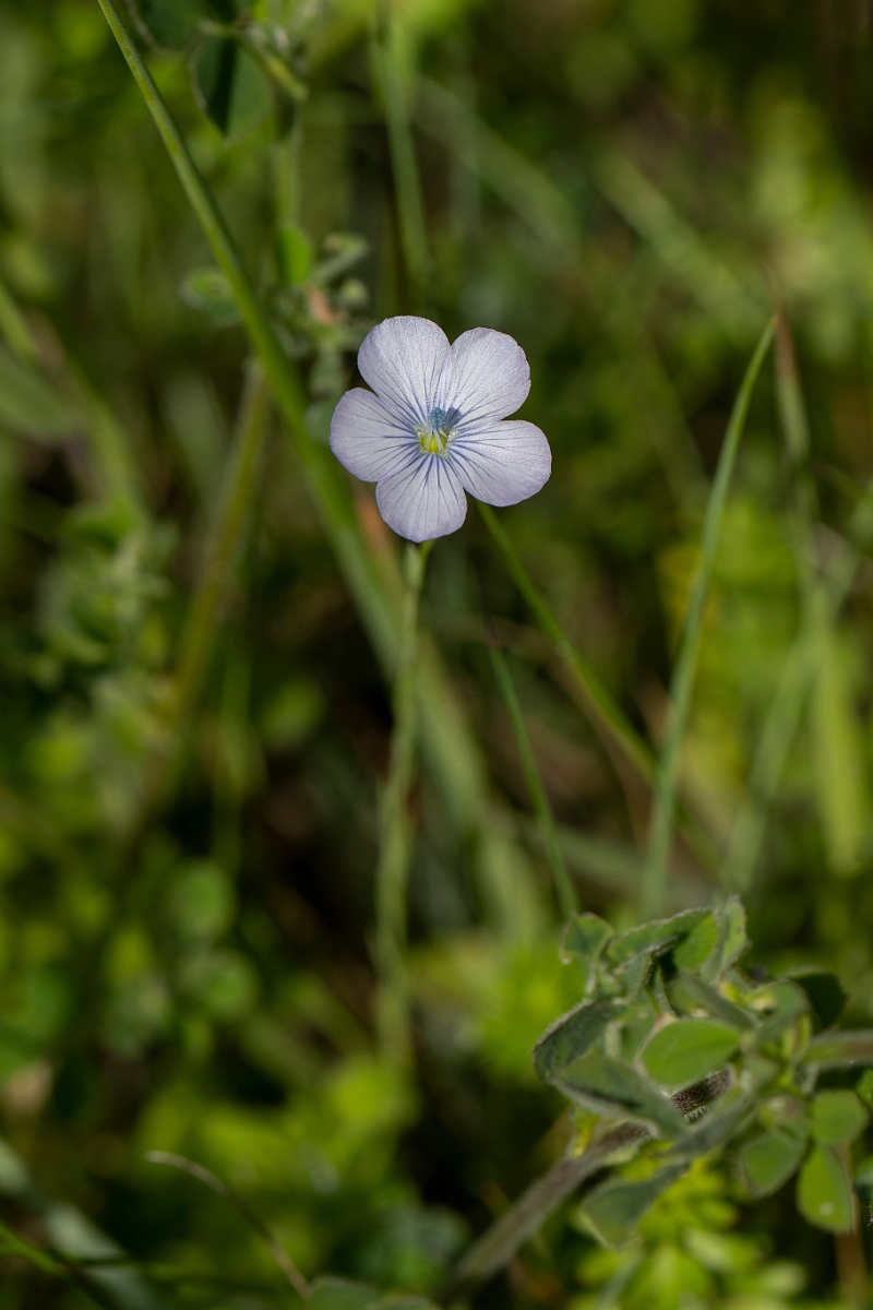 David Plant Photography - Wildlife Photography - Pale flax - B.JPG - Pale flax - Kent