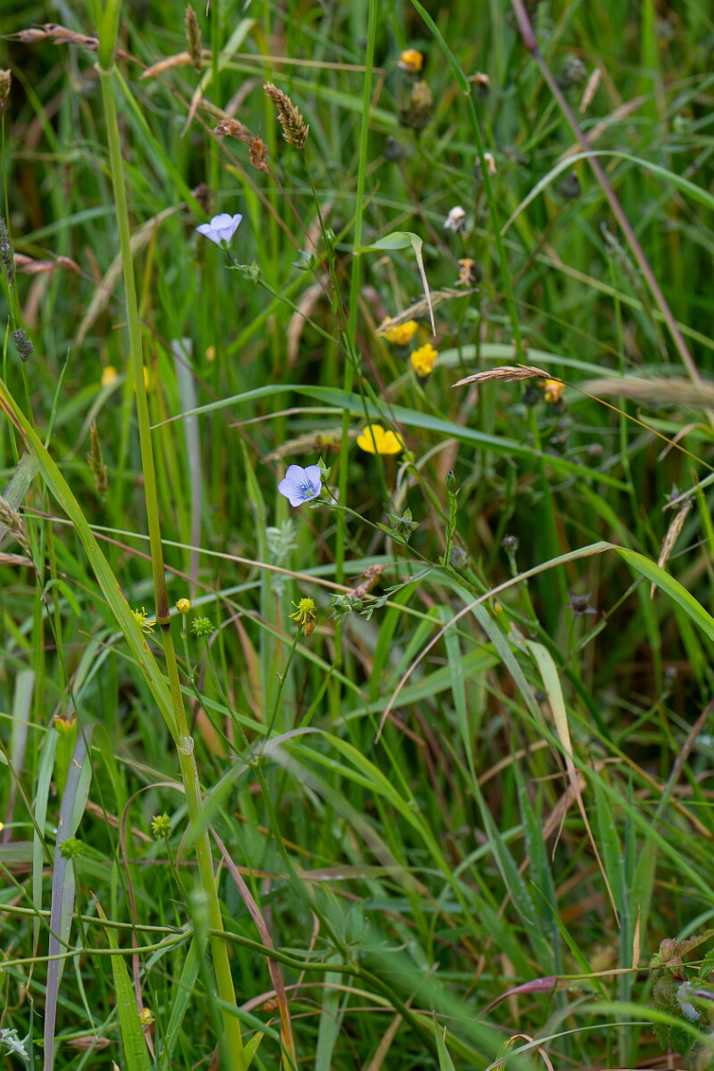 David Plant Photography - Wildlife Photography - Pale flax - C.jpg - Pale flax - Cornwall