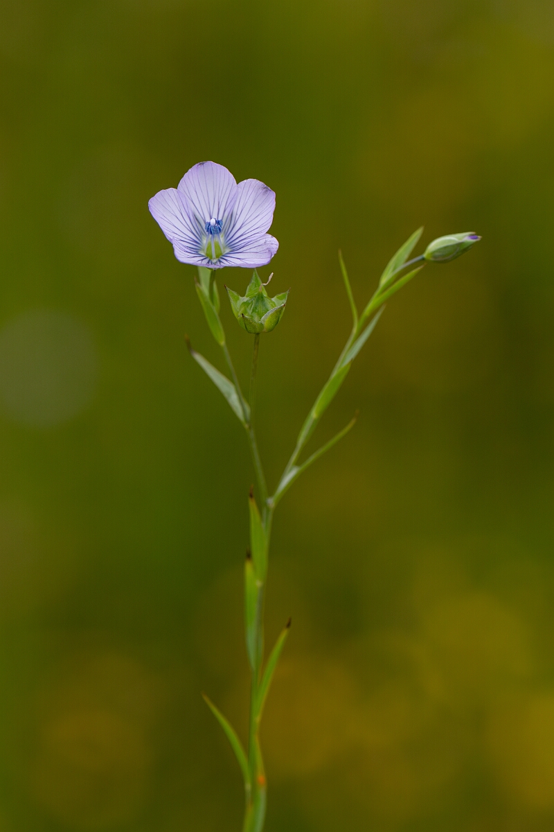 David Plant Photography - Wildlife Photography - Pale flax - D.jpg - Pale flax - Cornwall