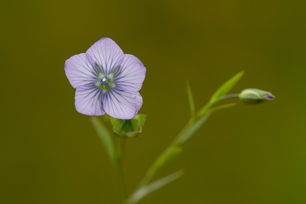 David Plant Photography - Wildlife Photography - Pale flax - F.jpg - Pale flax - Cornwall