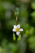David Plant Photography - Wildlife Photography - Fairy flax - A