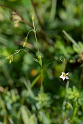David Plant Photography - Wildlife Photography - Fairy flax - B