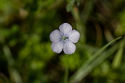 David Plant Photography - Wildlife Photography - Pale flax - A