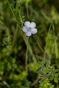 David Plant Photography - Wildlife Photography - Pale flax - B