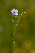 David Plant Photography - Wildlife Photography - Pale flax - E