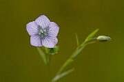 David Plant Photography - Wildlife Photography - Pale flax - F