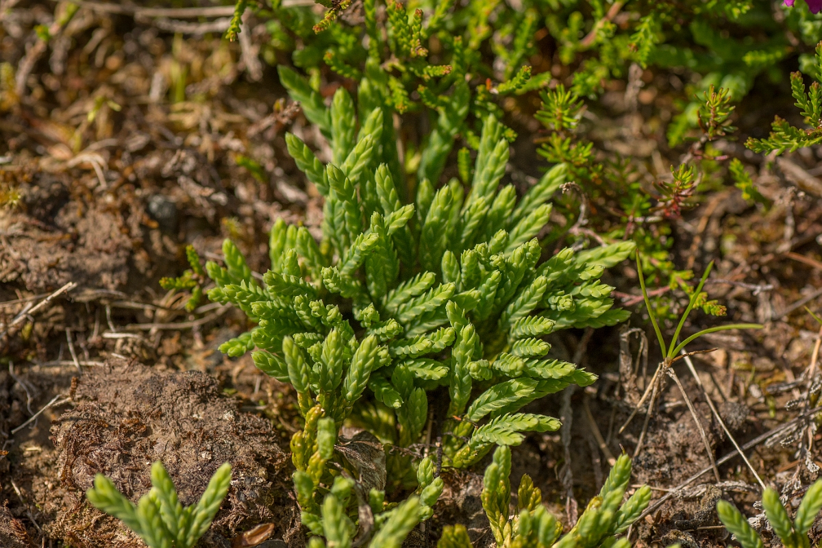 David Plant Photography - Wildlife Photography - Alpine clubmoss - B.jpg - Alpine clubmoss - Ayrshire