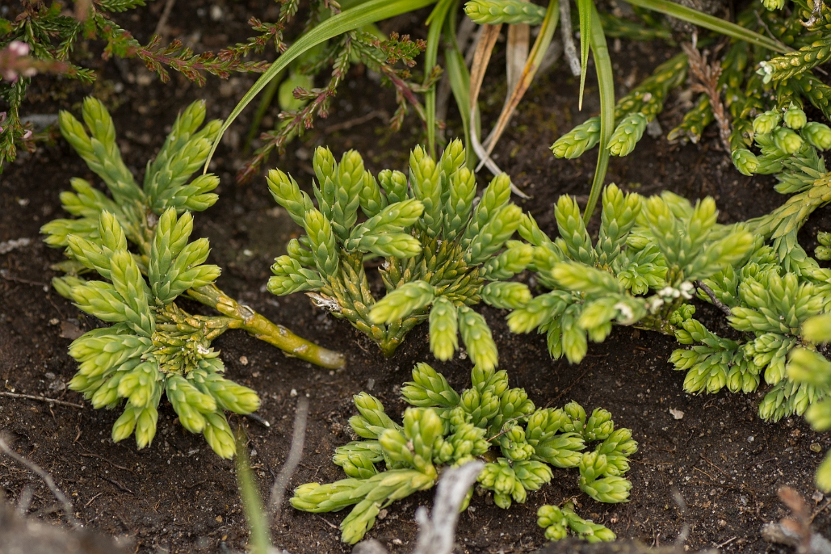 David Plant Photography - Wildlife Photography - Alpine clubmoss - D.jpg - Alpine clubmoss - Perthshire