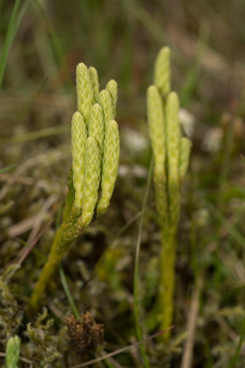 David Plant Photography - Wildlife Photography - Alpine clubmoss - F.jpg - Alpine clubmoss - Dumfries and Galloway