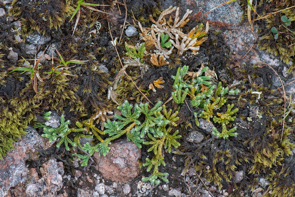 David Plant Photography - Wildlife Photography - Alpine clubmoss - H.JPG - Alpine clubmoss - Cairngorms