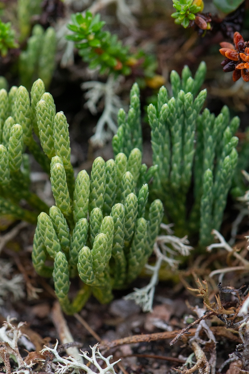 David Plant Photography - Wildlife Photography - Alpine clubmoss - J.JPG - Alpine clubmoss - Cairngorms