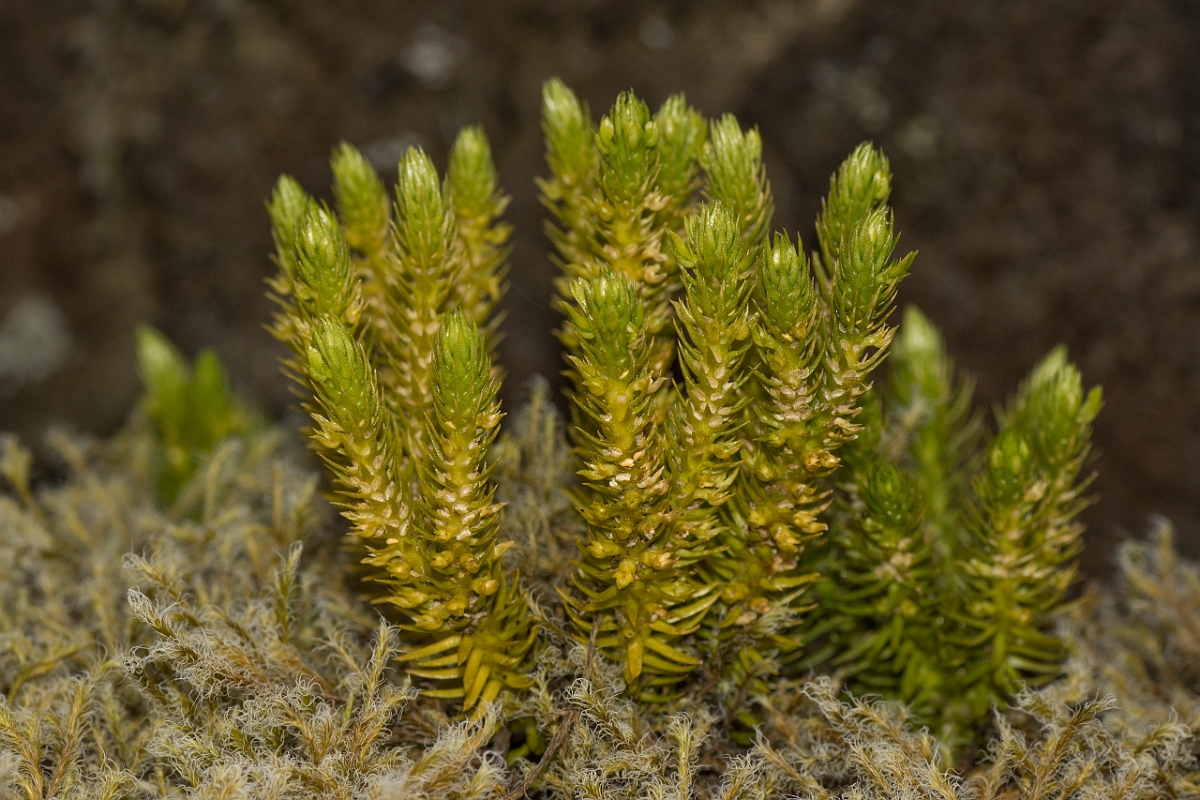 David Plant Photography - Wildlife Photography - Fir clubmoss - A.jpg - Fir clubmoss - Ayrshire