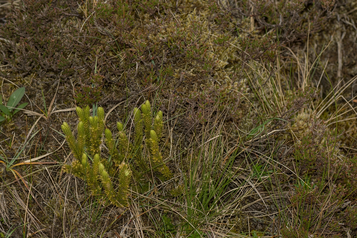 David Plant Photography - Wildlife Photography - Fir clubmoss - C.jpg - Fir clubmoss - County Durham