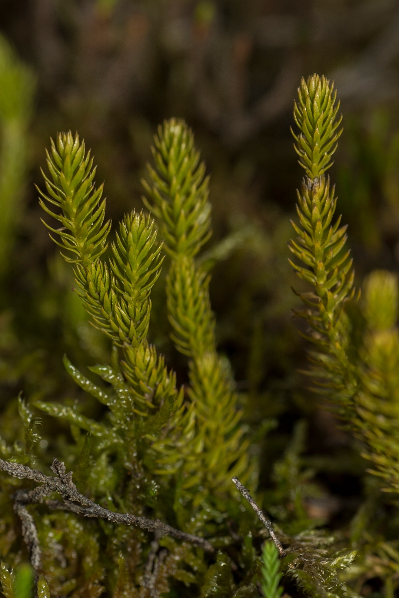 David Plant Photography - Wildlife Photography - Interrupted clubmoss - B.jpg - Interrupted clubmoss - Caithness