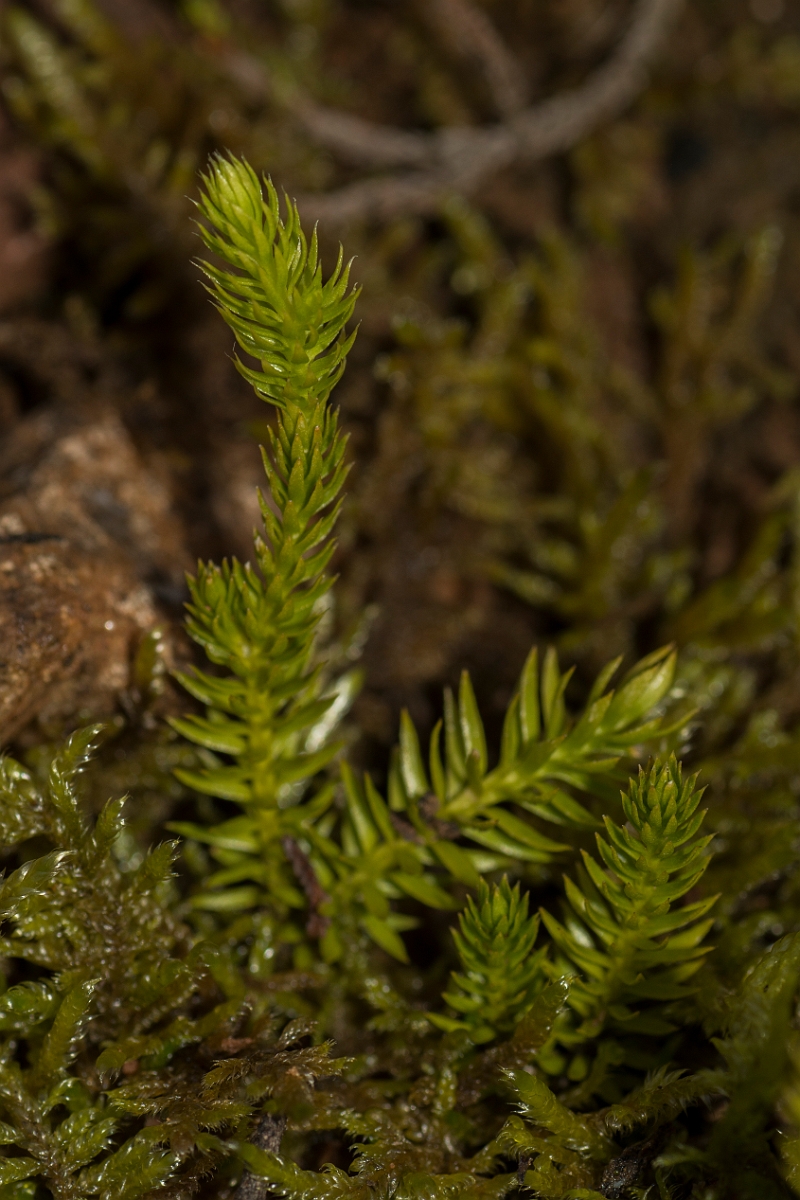 David Plant Photography - Wildlife Photography - Interrupted clubmoss - C.jpg - Interrupted clubmoss - Caithness